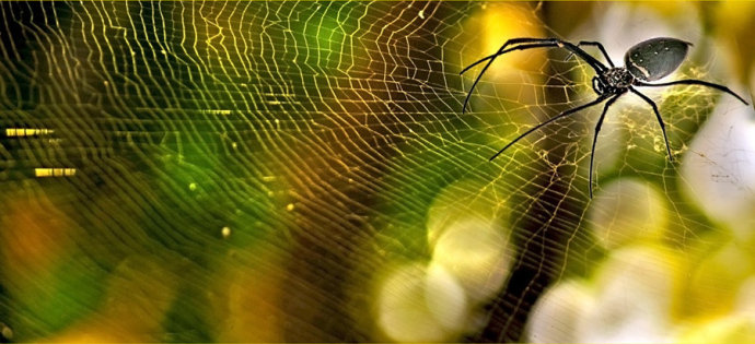 SEO全攻略：搜索引擎蜘蛛3个考核标准