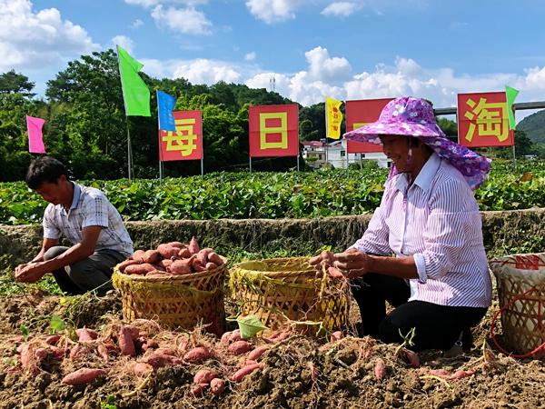 每日一淘怎么赚钱，每日一淘赚钱模式是怎么样！