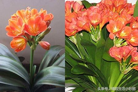  君子兰怎么样？君子兰的养殖方法和注意事项大全分享 共享经济 第3张