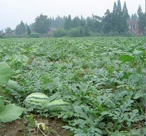 如何用微商营销思维,去卖西瓜? 网络营销 第3张 如何用微商营销思维,去卖西瓜? 网络营销 第3张