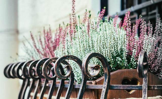 薰衣草种子种植的方法(什么时候种薰衣草最合适!) 互联百科 第4张 薰衣草种子种植的方法(什么时候种薰衣草最合适!) 互联百科 第4张