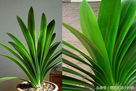 君子兰怎么样？君子兰的养殖方法和注意事项大全分享