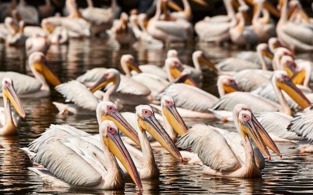 小小推销员:如何成为网络营销明星专家？