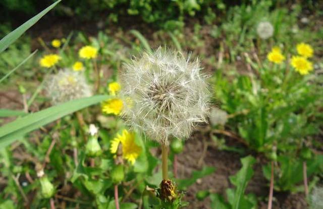 植物传播种子有哪些方法 四种常见方法介绍 植物传播种子的方法有哪些？四种常见方法介绍（带你科普知识） 互联百科 第2张