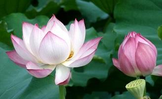 描写夏天的词语和句子有哪些?孩子作文绝对用得上! 共享经济 第7张 描写夏天的词语和句子有哪些?孩子作文绝对用得上! 共享经济 第7张