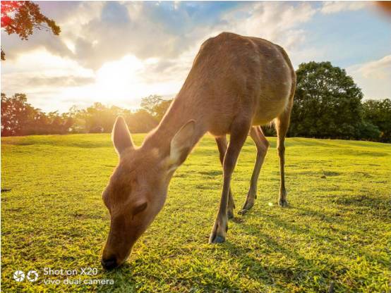 复盘vivo全面屏手机“霸屏”营销：有钱的背后，如何来花?
