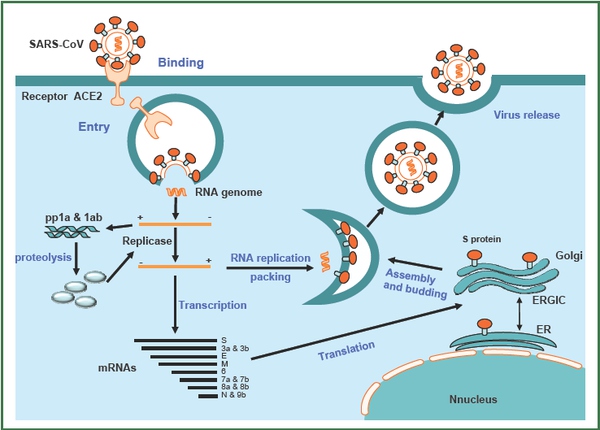  中东呼吸综合征是什么病？中东呼吸综合征症状及预防 互联百科 第2张