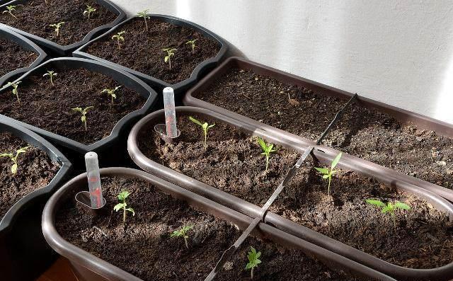 薰衣草种子种植的方法(什么时候种薰衣草最合适!) 互联百科 第2张 薰衣草种子种植的方法(什么时候种薰衣草最合适!) 互联百科 第2张