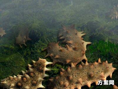 春节海参营销方案_策划书范文案例