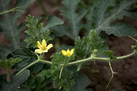 如何用微商营销思维,去卖西瓜? 网络营销 第2张 如何用微商营销思维,去卖西瓜? 网络营销 第2张