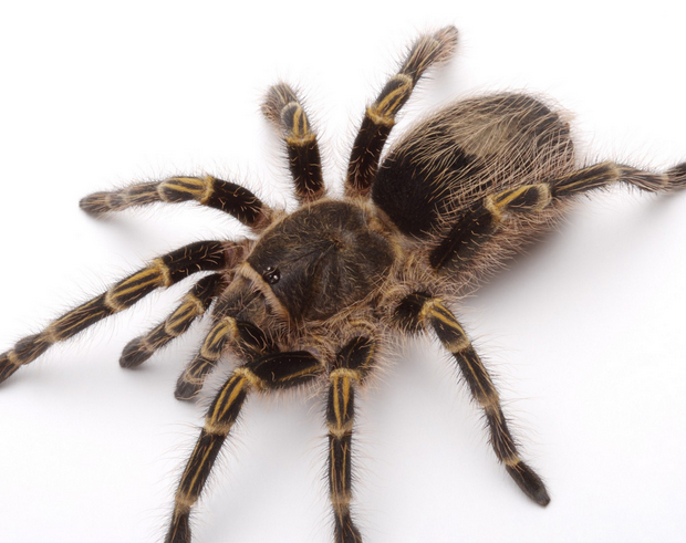 小鑫优化:robots作用是什么与nofollow有哪些区别