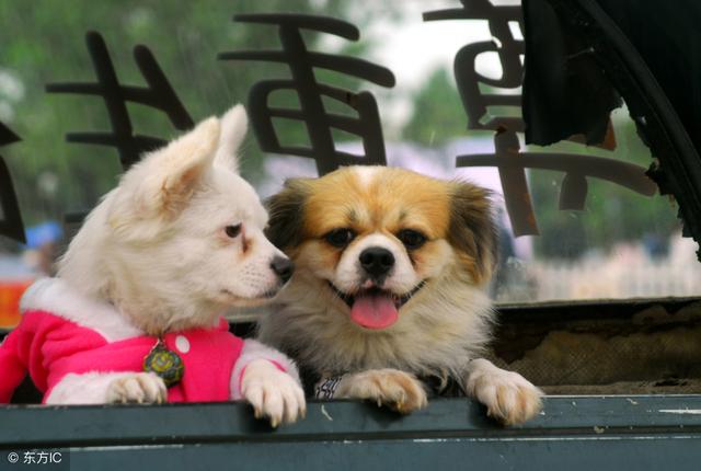 在农村最受欢迎的6种养殖业 快看看都有什么吧! 业界杂谈 第3张 在农村最受欢迎的6种养殖业 快看看都有什么吧! 在农村最受欢迎的6种养殖业 快看看都有什么吧! 业界杂谈 第3张