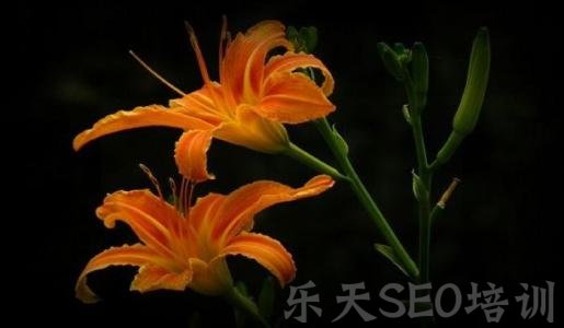 软文技巧:SEO优化且行且珍惜的软文写作技巧