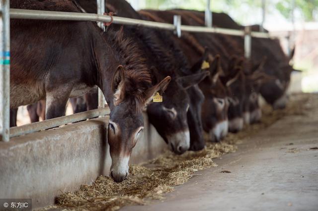 在农村最受欢迎的6种养殖业 快看看都有什么吧! 业界杂谈 第2张 在农村最受欢迎的6种养殖业 快看看都有什么吧! 在农村最受欢迎的6种养殖业 快看看都有什么吧! 业界杂谈 第2张