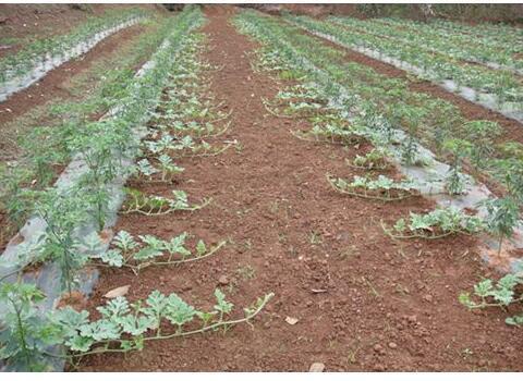 如何用微商营销思维，去卖西瓜？