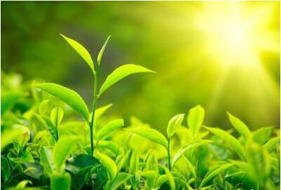 茶叶零售店网络营销方案_策划方案 网络营销 茶叶零售店网络营销方案_策划方案 网络营销