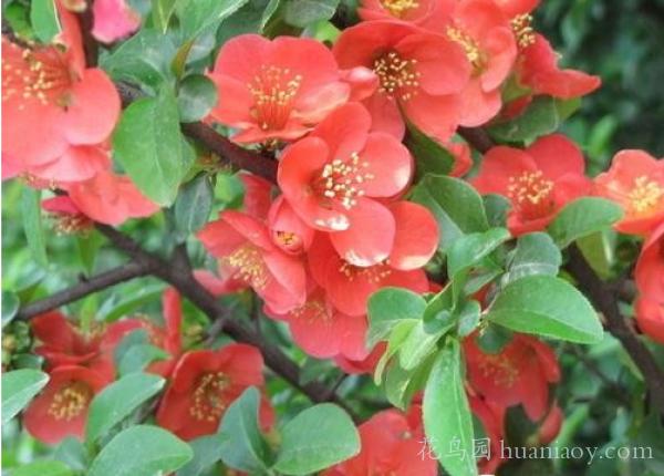 石榴花几月开花的,石榴花是什么季节开! 互联百科 石榴花几月开花的,石榴花是什么季节开! 互联百科