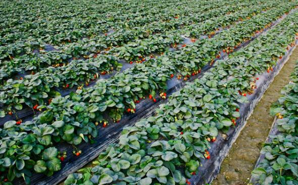 摘草莓的季节是几月份，几月可以摘草莓？