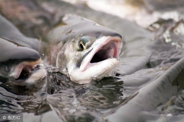 在农村最受欢迎的6种养殖业 快看看都有什么吧! 业界杂谈 第4张 在农村最受欢迎的6种养殖业 快看看都有什么吧! 在农村最受欢迎的6种养殖业 快看看都有什么吧! 业界杂谈 第4张